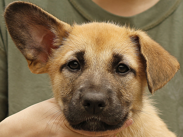 chinook puppy